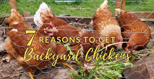 7 reasons to get backyard chickens
