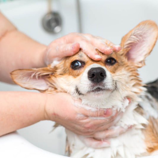 Stock photo of a very good boy getting his fur shampooed